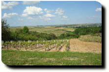 Le vignoble de Lignorelles, production de Chablis et petit Chablis