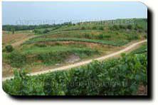 Le vignoble de Lignorelles, production de Chablis et petit Chablis