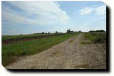 Le vignoble de Lignorelles, production de Chablis et petit Chablis