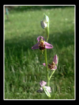 différente variété d'orchidée