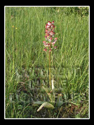 différente variété d'orchidée