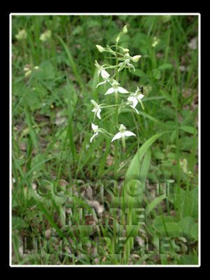 différente variété d'orchidée