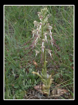 différente variété d'orchidée