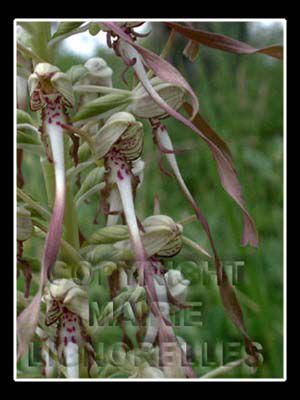 différente variété d'orchidée