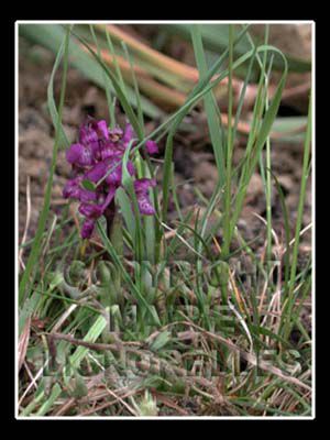 différente variété d'orchidée